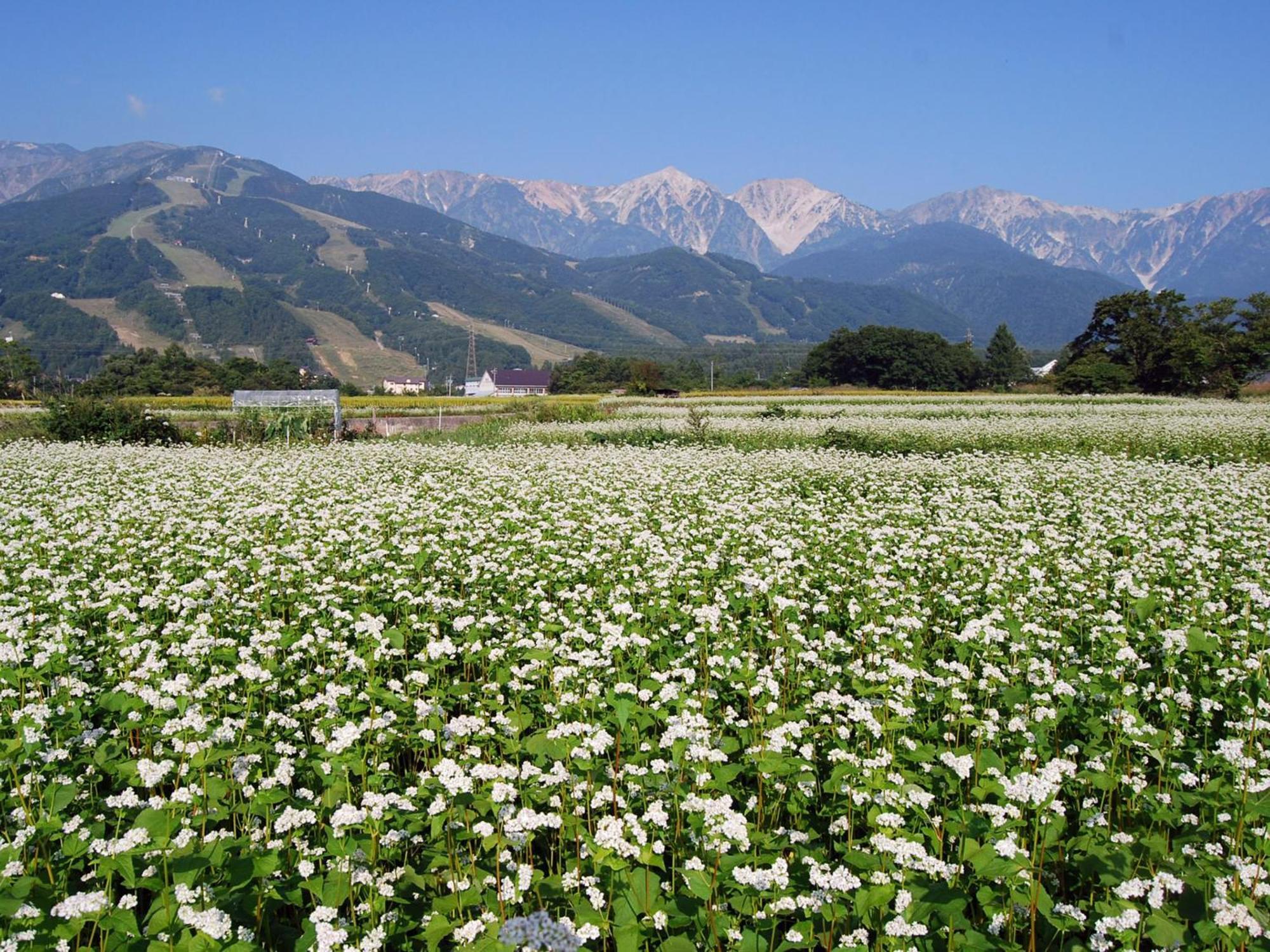 Kudo'S Lodge Hakuba Zewnętrze zdjęcie